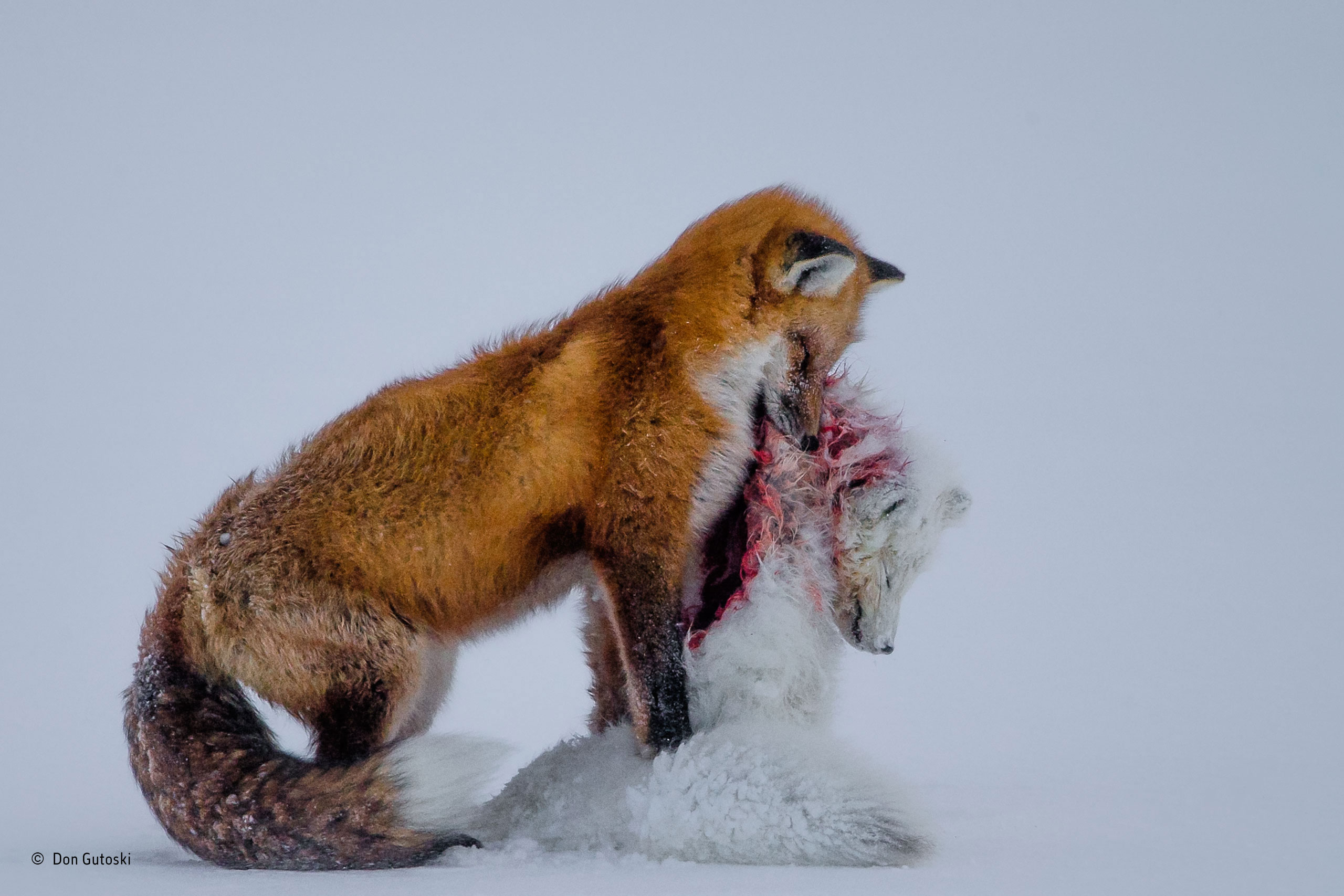 A red fox has attacked and killed its smaller relative, an Arctic fox, and is preparing to hide the remains under the ice to stop polar bears from finding them.